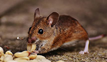24 Hour & Emergency Exterminators in San Francisco Intnl Airport, CA